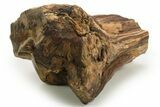 Triassic-Age Petrified Wood Log - Madagascar #378884-2